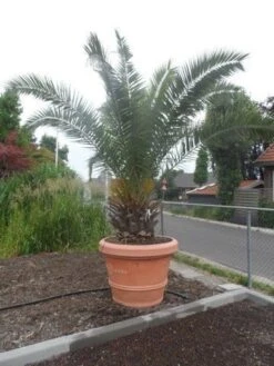 Canarische Dadelpalm (Phoenix Canariensis) 18 Canarische Dadelpalm (Phoenix Canariensis) -PlantenPracht Winkel phoenix canariensis 250 300 c500 solitair 1