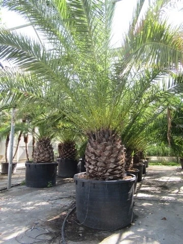 Canarische Dadelpalm (Phoenix Canariensis) 11 Canarische Dadelpalm (Phoenix Canariensis) - Afbeelding 9