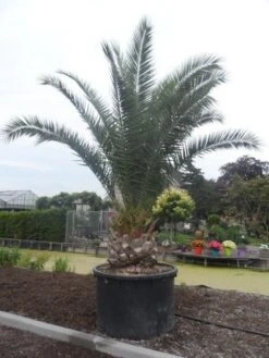 Canarische Dadelpalm (Phoenix Canariensis) 19 Canarische Dadelpalm (Phoenix Canariensis) -PlantenPracht Winkel phoenix canariensis 350 400 c1000 solitair 1