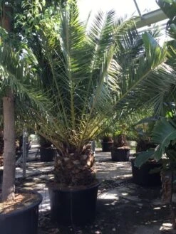 Canarische Dadelpalm (Phoenix Canariensis) 25 Canarische Dadelpalm (Phoenix Canariensis) -PlantenPracht Winkel phoenix canariensis 350400cm 1