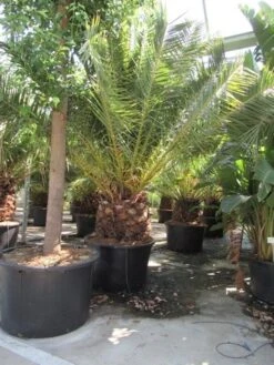 Canarische Dadelpalm (Phoenix Canariensis) 23 Canarische Dadelpalm (Phoenix Canariensis) -PlantenPracht Winkel phoenix canariensis 3 1