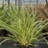 Nieuw-Zeelands Vlas (Phormium 'Duet') -PlantenPracht Winkel phormium
