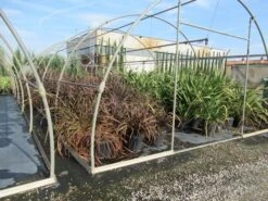 Nieuw Zeelands Vlas (Phormium Tenax 'Purpureum') -PlantenPracht Winkel phormium 1 1
