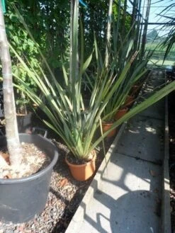 Nieuw Zeelands Vlas (Phormium Tenax) -PlantenPracht Winkel phormium tenax c7 1