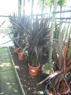 Nieuw Zeelands Vlas (Phormium Tenax 'Purpureum') -PlantenPracht Winkel phormium tenax purpureum 100 125 c25