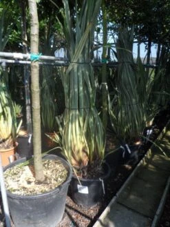 Nieuw Zeelands Vlas (Phormium Tenax 'Variegatum') -PlantenPracht Winkel phormium tenax variegatum 125 150 175 c50 70