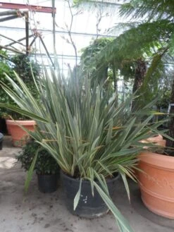 Nieuw Zeelands Vlas (Phormium Tenax 'Variegatum') 9 Nieuw Zeelands Vlas (Phormium Tenax 'Variegatum') -PlantenPracht Winkel phormium tenax variegatum 150 200 c240 1