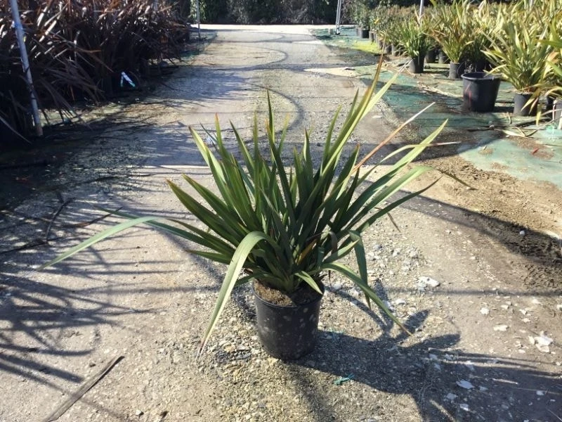 Nieuw Zeelands Vlas (Phormium Tenax 'Pink Stripe') 3 Nieuw Zeelands Vlas (Phormium Tenax 'Pink Stripe')