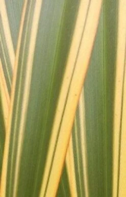 Nieuw Zeelands Vlas (Phormium Tenax 'Golden Ray') -PlantenPracht Winkel phorniumtenaxgr01 2