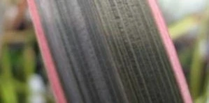 Nieuw Zeelands Vlas (Phormium Tenax 'Pink Stripe') 5 Nieuw Zeelands Vlas (Phormium Tenax 'Pink Stripe') - Afbeelding 3