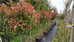 Glansmispel Op Stam (Photinia Fraseri 'Red Robin') -PlantenPracht Winkel photinia 1