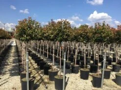 Glansmispel Op Stam (Photinia Fraseri 'Red Robin') -PlantenPracht Winkel photinia 120 140cm stam 3