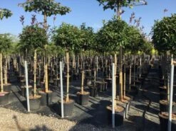 Glansmispel Op Stam (Photinia Fraseri 'Red Robin') -PlantenPracht Winkel photinia 120 140cm stam 2