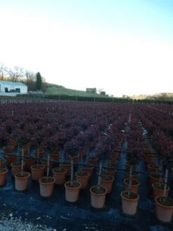 Glansmispel Op Stam (Photinia Fraseri 'Carré Rouge') -PlantenPracht Winkel photinia carre rouge 1