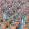 Glansmispel Op Stam (Photinia Fraseri 'Carré Rouge') -PlantenPracht Winkel photinia carre rouge 1
