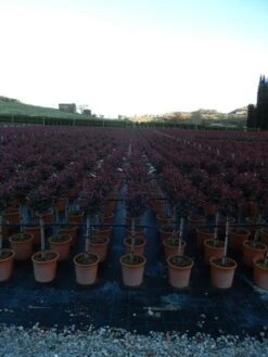 Glansmispel Op Stam (Photinia Fraseri 'Carré Rouge') -PlantenPracht Winkel photinia carre rouge 2 1