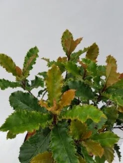 Glansmispel (Photinia Serratifolia ‘Crunchy’) -PlantenPracht Winkel photinia fraseri crunchy week 22 detail 1600x1200 1