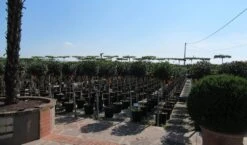 Glansmispel Op Stam (Photinia Fraseri 'Little Red Robin') -PlantenPracht Winkel photinia fraseri little red robin halfstam