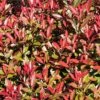 Glansmispel (Photinia Fraseri 'Mandarino')