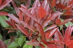 Glansmispel Halfstam Als Leiboom (Photinia Fraseri 'Red Robin') -PlantenPracht Winkel photinia fraseri red robin01 2