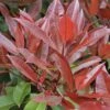 Glansmispel Op Stam (Photinia Fraseri 'Red Robin') -PlantenPracht Winkel photinia fraseri red robin01 6