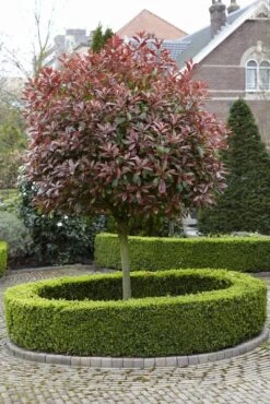 Glansmispel Als Boom (Photinia Fraseri 'Red Robin') -PlantenPracht Winkel photinia fraseri red robin02 1