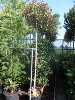 Glansmispel Als Boom (Photinia Fraseri 'Red Robin') -PlantenPracht Winkel photinia fraseri red robin 10 12ho cont 3