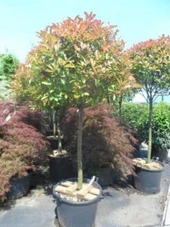 Glansmispel Op Stam (Photinia Fraseri 'Red Robin') -PlantenPracht Winkel photinia fraseri red robin 100 120stam c110 extra