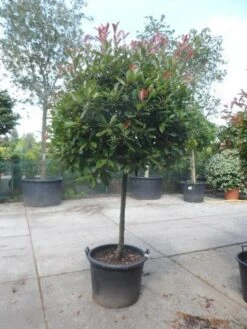 Glansmispel Op Stam (Photinia Fraseri 'Red Robin') -PlantenPracht Winkel photinia fraseri red robin 100stam c160 solitair