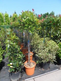 Glansmispel Op Stam (Photinia Fraseri 'Red Robin') -PlantenPracht Winkel photinia fraseri red robin 100stam c20 1