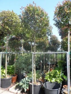 Glansmispel Als Boom (Photinia Fraseri 'Red Robin') -PlantenPracht Winkel photinia fraseri red robin 12 14 16ho cont 3