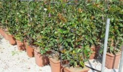 Glansmispel Als Leivorm (Photinia Fraseri 'Red Robin') -PlantenPracht Winkel photinia fraseri red robin 52x110 leivorm 2 1