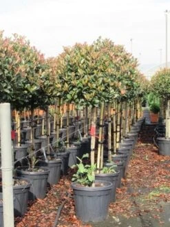 Glansmispel Op Stam (Photinia Fraseri 'Red Robin') -PlantenPracht Winkel photinia fraseri red robin halfstam 6 3