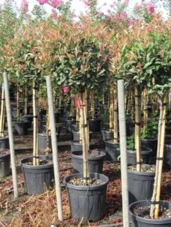 Glansmispel Op Stam (Photinia Fraseri 'Red Robin') -PlantenPracht Winkel photinia fraseri red robin halfstam 7 1