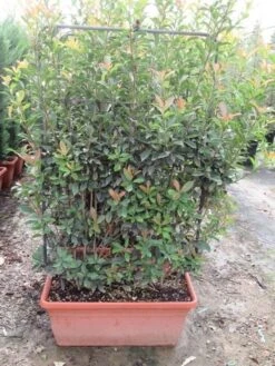 Glansmispel Als Leivorm (Photinia Fraseri 'Red Robin') -PlantenPracht Winkel photinia fraseri red robin leivorm 80x120