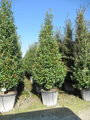 Glansmispel, Pyramide (Photinia Fraseri 'Red Robin' ) 6 Glansmispel, Pyramide (Photinia Fraseri 'Red Robin' ) - Afbeelding 4