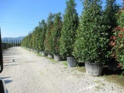 Glansmispel, Pyramide (Photinia Fraseri 'Red Robin' ) 9 Glansmispel, Pyramide (Photinia Fraseri 'Red Robin' ) -PlantenPracht Winkel photinia fraseri red robin piramide 2 2