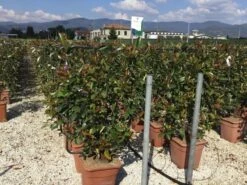 Glansmispel Als Leivorm (Photinia Fraseri 'Red Robin') -PlantenPracht Winkel photinia lage leivorm c18