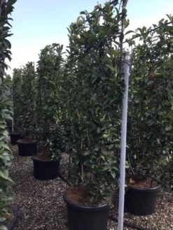 Glansmispel Als Leivorm (Photinia Fraseri 'Red Robin') -PlantenPracht Winkel photinia lage leivorm c60