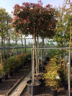 Glansmispel Als Leiboom (Photinia Fraseri 'Red Robin') -PlantenPracht Winkel photinia lei 10 12cm 3