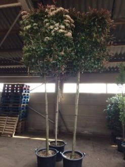 Glansmispel Als Leiboom (Photinia Fraseri 'Red Robin') -PlantenPracht Winkel photinia lei 12 14cm