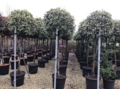 Glansmispel Op Stam (Photinia Fraseri 'Pink Marble') -PlantenPracht Winkel photinia pink marble02