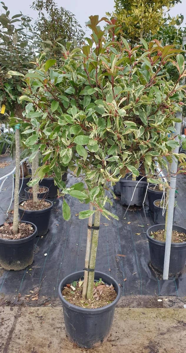 Glansmispel Op Stam (Photinia Fraseri 'Pink Marble') 3 Glansmispel Op Stam (Photinia Fraseri 'Pink Marble')