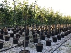 Glansmispel Halfstam Als Leiboom (Photinia Fraseri 'Red Robin') -PlantenPracht Winkel photinia red robin 130cm stem leivorm 2