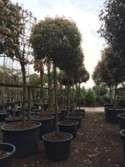 Glansmispel Als Boom (Photinia Fraseri 'Red Robin') -PlantenPracht Winkel photinia red robin 2025 1