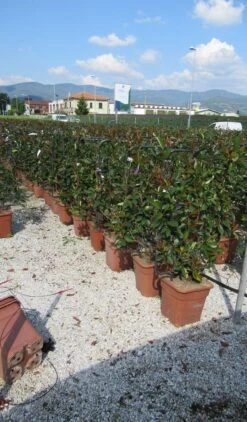 Glansmispel Als Leivorm (Photinia Fraseri 'Red Robin') -PlantenPracht Winkel photinia red robin 52x110 leivorm