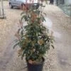 Glansmispel (Photinia 'Robusta Compacta') -PlantenPracht Winkel photinia robusta compacta 2