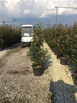 Glansmispel (Photinia 'Robusta Compacta') -PlantenPracht Winkel photinia robusta compacta 2 2