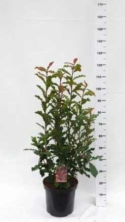 Glansmispel (Photinia Serratifolia ‘Crunchy’) -PlantenPracht Winkel photinia serratifolia crunchy week 45 2019 1600x1200 1