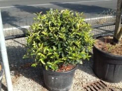 Glansmispel Als Bolvorm (Photinia Fraseri 'Carré Rouge') -PlantenPracht Winkel photiniacarrerougebal02